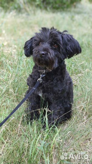 Замечательная собака в добрые руки