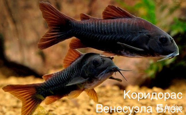 Барбусы и Коридорасы