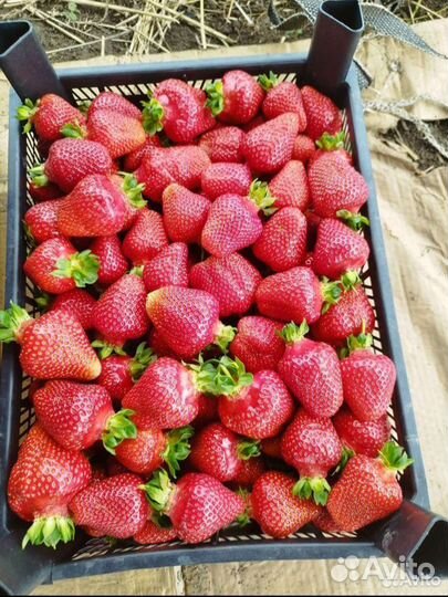 Рассада клубники Азия+