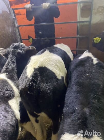 Бычки телята на откорм