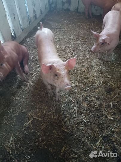 Поросенок дюрок+пьетрен(макстер)