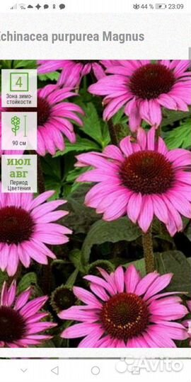 Цветы многолетники