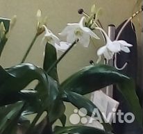 Эухарис амазонская лилия луковицы