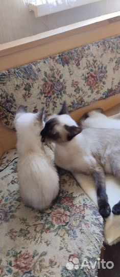 Тайские котята