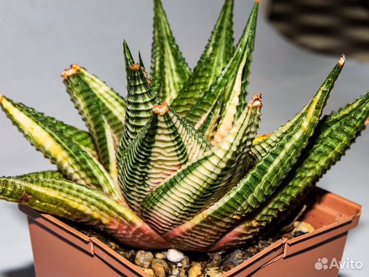 Хавортия лимифолия вариегатная