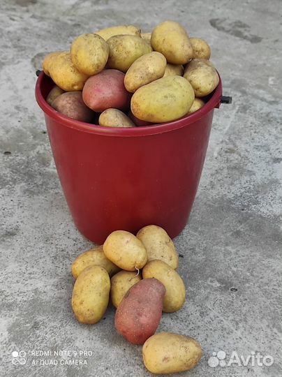 Продам Картофель