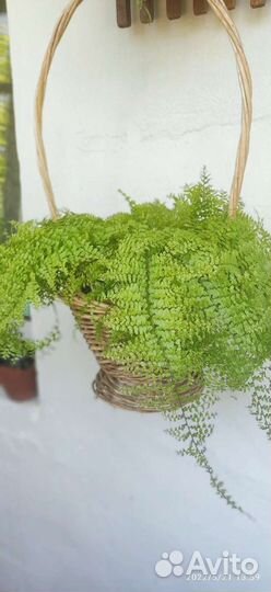 Папоротник комнатный