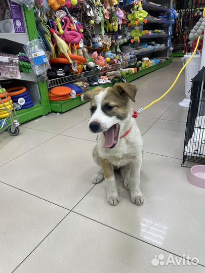 Отдам в добрые руки