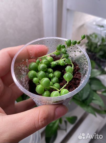 Крестовник Сенецио Роули