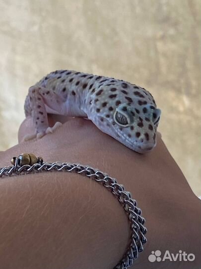 Передержка животных в домашних условиях