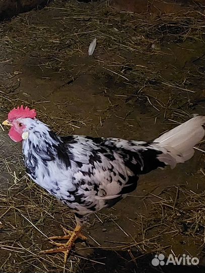 Леггорн долматинец петушки