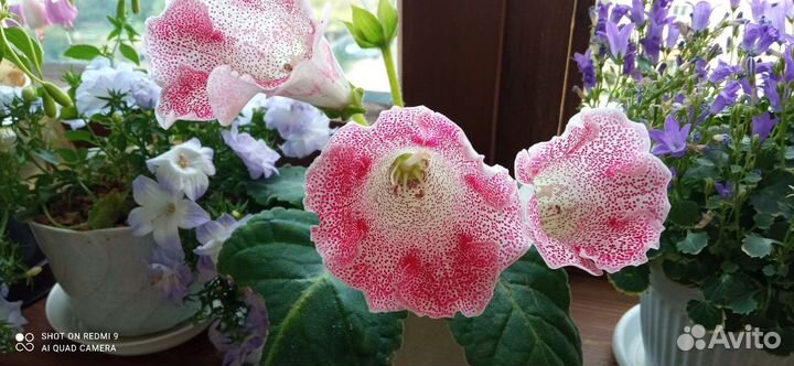 Глоксиния лист