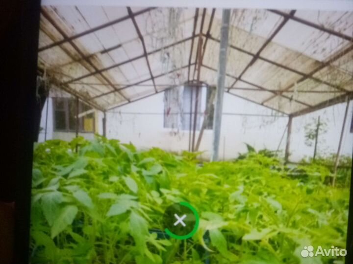 Рассада помидор и перцев