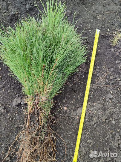 Сеянцы сосны зкс и окс