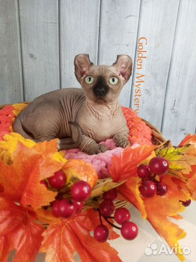 Сфинкс Двельф, Двэльф