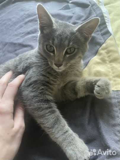 Котята бесплатно