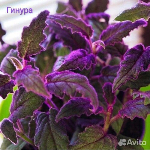 Традесканция, крестовник, гинура