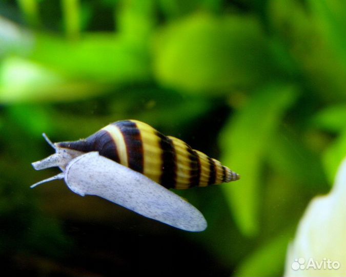Улитки аквариумные Хелена