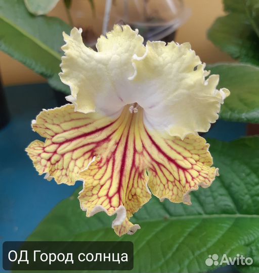 Стрептокарпусы сортовые часть 2