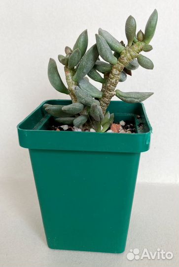 Адромисхус шулдианус Джуттэй, Делосперма шиповатая