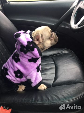 Одежда для маленьких пород собак флис