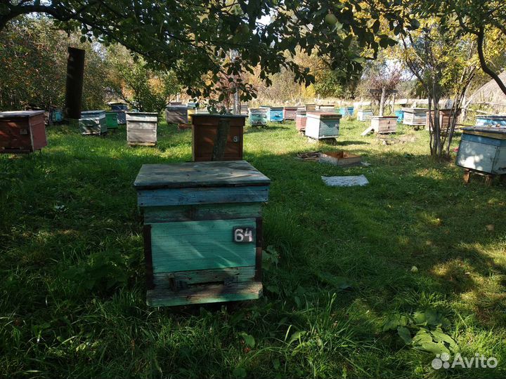 Мёд липовый и цветочный