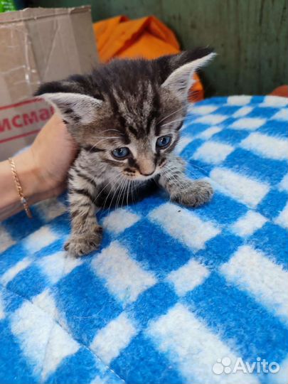 Котёнок мальчик Вася в добрые руки