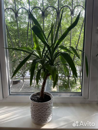 Пальма юкка