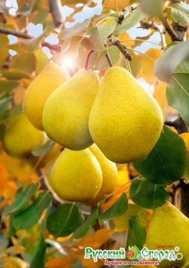 Саженцы груши для сибири