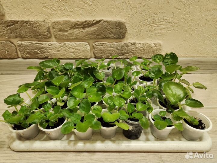 Фиалки сенполии