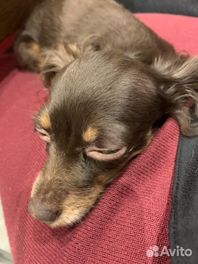 Передержка собак на праздники