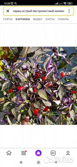 Комнатные цветы