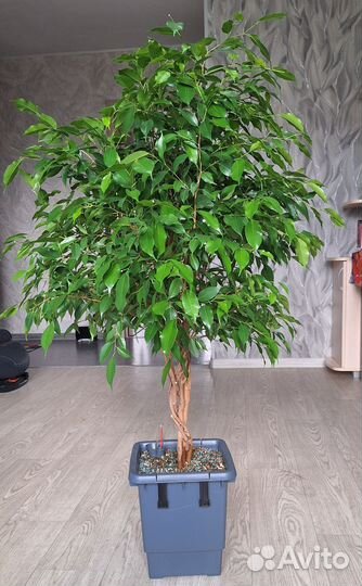 Фикус бенджамина