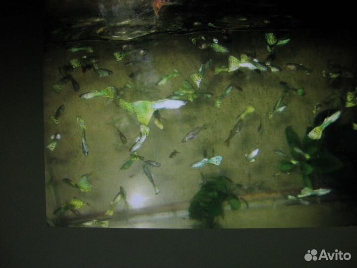 Гуппи Зелёная кобра