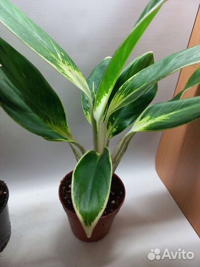 Аглаонема лимон white или иок конхана