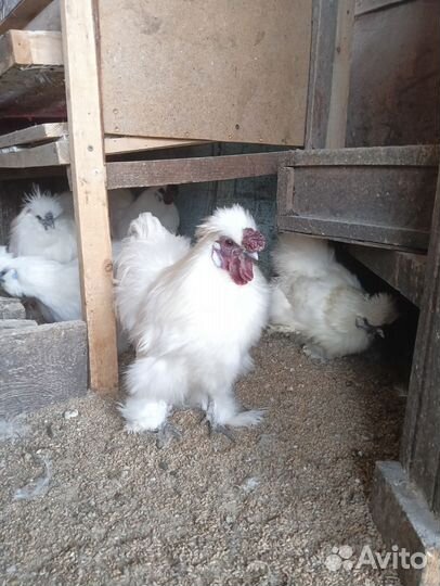 Китайские шелковые куры