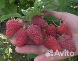 Малиновое дерево