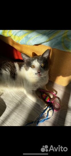Котик Томас ищет дом