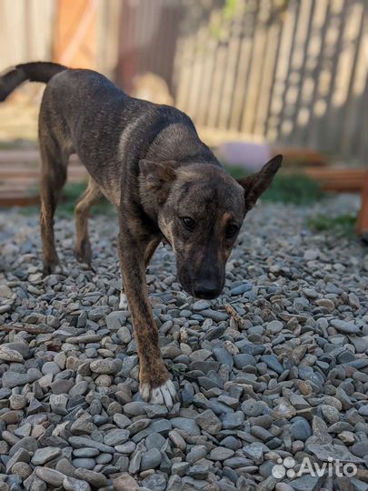 Чебурашка ищет семью