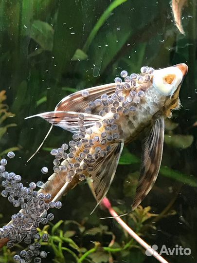 Стурисома Панамская аквариумная стрекоза Лорикарии