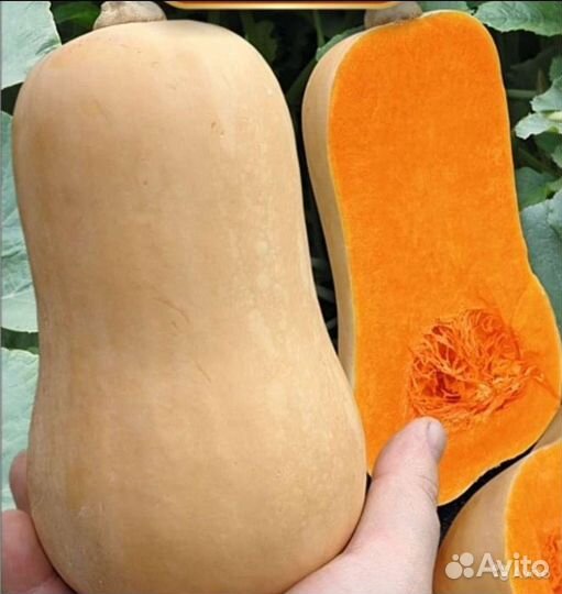 Семена вкусных тыкв