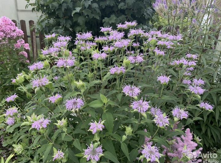 Цветы многолетники