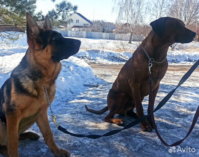 Кинолог. Зоопсихолог