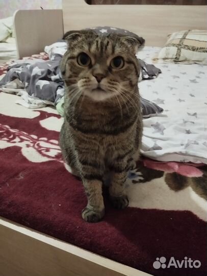 Британский вислоухий кот