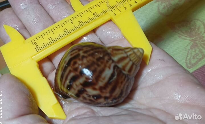 Улитки ахатина иммакулята