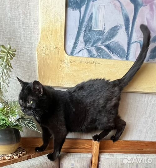 Кошка Зося в добрые руки