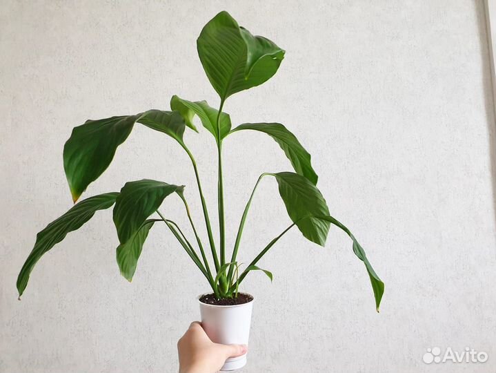 Спатифиллум, Женское счастье, растения цветы белые