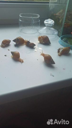 Улитки ахатины альбиносы