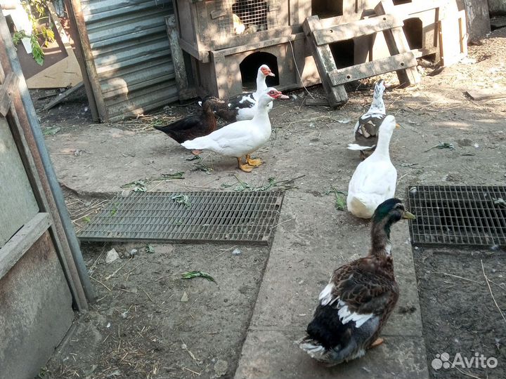 Мускусные утки- селезни