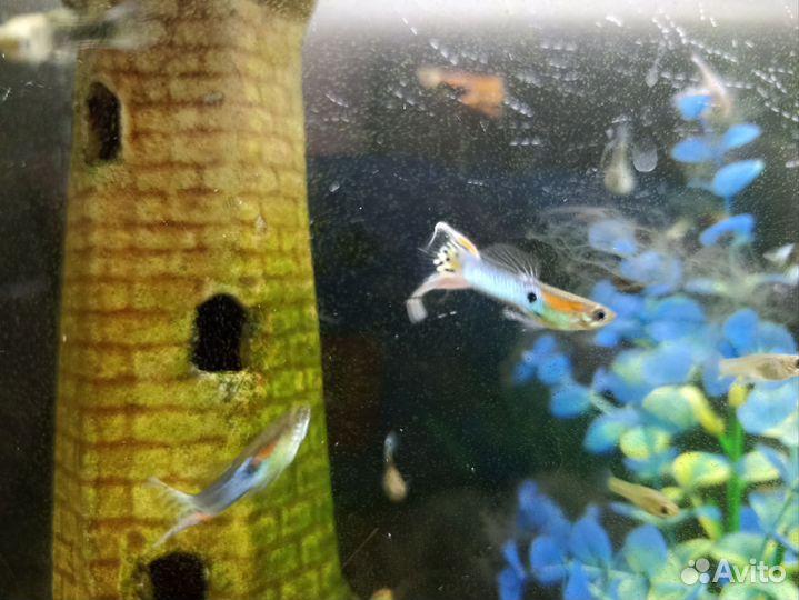 Рыбы гуппи